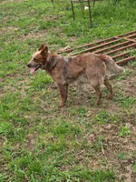 Tank, a male Australian Cattle Dog for sale in Edwards, MO – Photo 9 of 9
