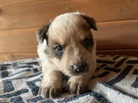 Tank, a male Australian Cattle Dog for sale in Edwards, MO – Photo 2 of 9