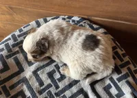 Tank, a male Australian Cattle Dog for sale in Edwards, MO – Photo 4 of 9