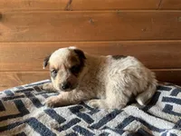 Tank, a male Australian Cattle Dog for sale in Edwards, MO – Photo 5 of 9