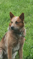 Tank, a male Australian Cattle Dog for sale in Edwards, MO – Photo 7 of 9