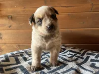 Tank, a male Australian Cattle Dog for sale in Edwards, MO – Photo 1 of 9