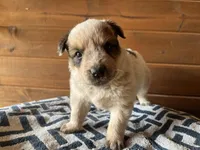 Tank, a male Australian Cattle Dog for sale in Edwards, MO – Photo 3 of 9