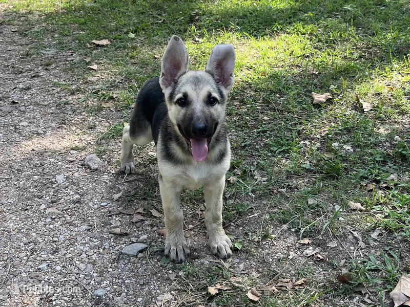 Daisy – German Shepherd Dog puppy for sale in Edwards, MO