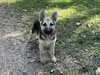 Daisy, a female German Shepherd Dog for sale in Edwards, MO – 3 of 10