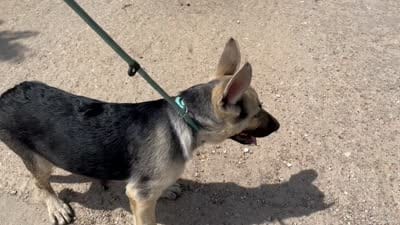 AKC Brooklynn , a female German Shepherd Dog for sale in Edwards, MO – 3 of 3