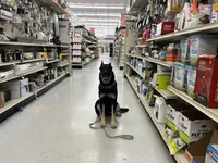 COMING SOON! Trained Deterrent Dog , a male German Shepherd Dog for sale in Edwards, MO – 2 of 10