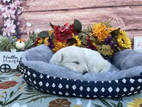 Opal, a female German Shepherd Dog for sale in Edwards, MO – 5 of 6