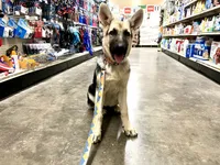 Meadow, a female German Shepherd Dog for sale in Edwards, MO – 4 of 7