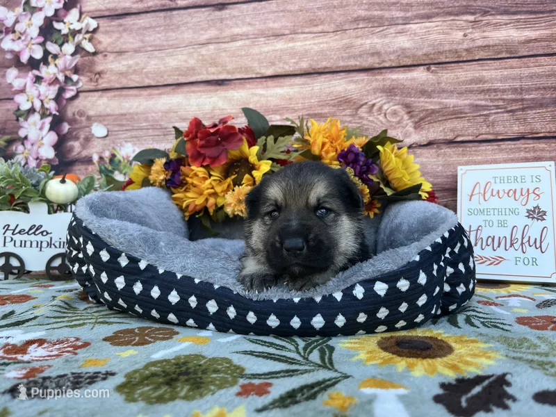 Amethyst  – German Shepherd Dog puppy for sale in Edwards, MO
