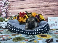 Amethyst , a female German Shepherd Dog for sale in Edwards, MO – 1 of 4