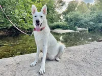 Chip, a male German Shepherd Dog for sale in Edwards, MO – 7 of 7