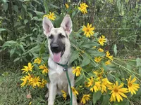 Meadow, a female German Shepherd Dog for sale in Edwards, MO – 3 of 7