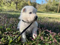 Snip, a male German Shepherd Dog for sale in Edwards, MO – 2 of 8