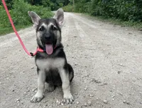 Meadow, a female German Shepherd Dog for sale in Edwards, MO – 2 of 10