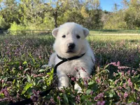 Snip, a male German Shepherd Dog for sale in Edwards, MO – 3 of 8