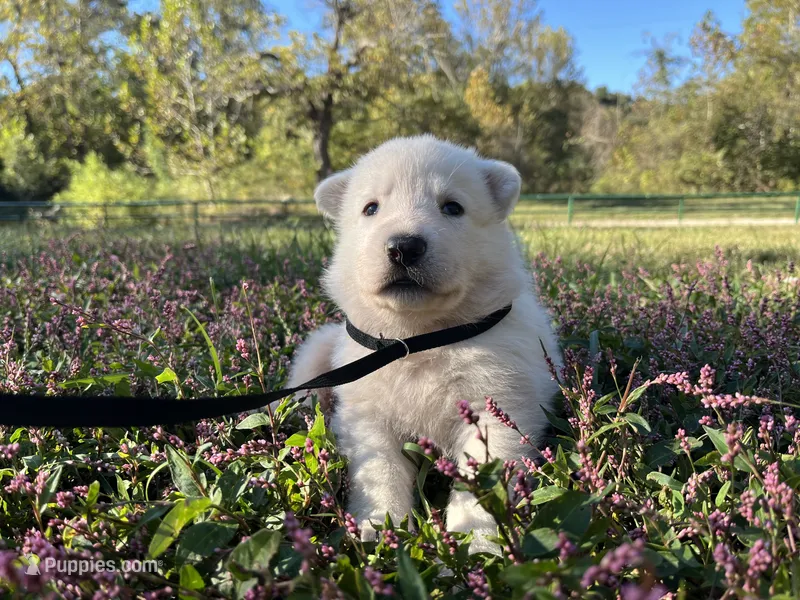 Snip – German Shepherd Dog puppy for sale in Edwards, MO
