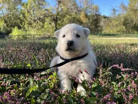 Snip, a male German Shepherd Dog for sale in Edwards, MO – 1 of 8
