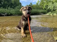 Ember, a female German Shepherd Dog for sale in Edwards, MO – 5 of 10