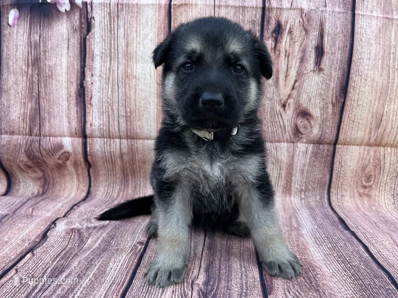 Meadow – German Shepherd Dog puppy for sale in Edwards, MO