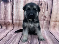 Meadow, a female German Shepherd Dog for sale in Edwards, MO – 1 of 8