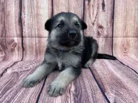 Silver, a male German Shepherd Dog for sale in Edwards, MO – 1 of 9
