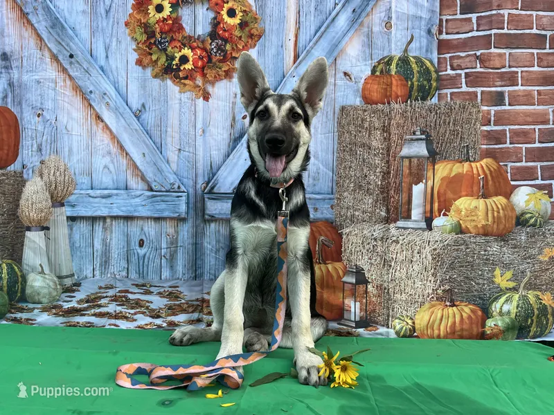 Rita – German Shepherd Dog puppy for sale in Edwards, MO