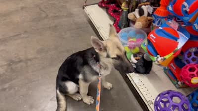 Meadow, a female German Shepherd Dog for sale in Edwards, MO – 7 of 7