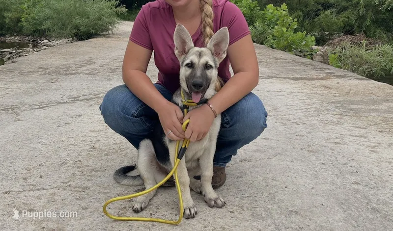 Sandy – German Shepherd Dog puppy for sale in Edwards, MO