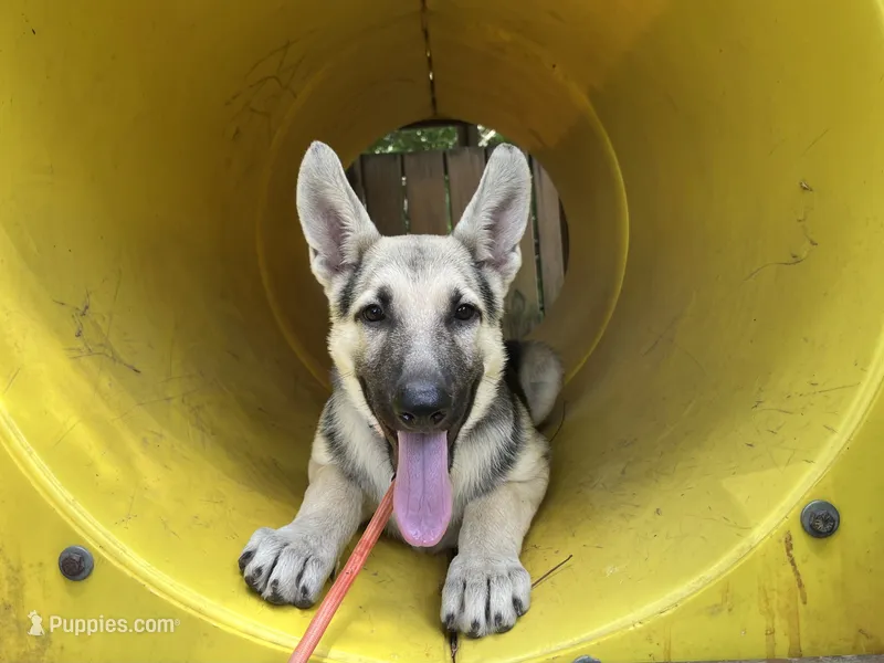 Daisy – German Shepherd Dog puppy for sale in Edwards, MO