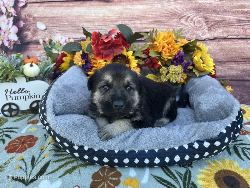 Onyx – German Shepherd Dog puppy for sale in Edwards, MO