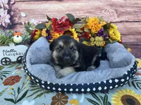 Onyx, a male German Shepherd Dog for sale in Edwards, MO – 1 of 6