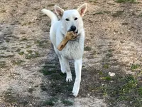 Silver, a male German Shepherd Dog for sale in Edwards, MO – 5 of 9