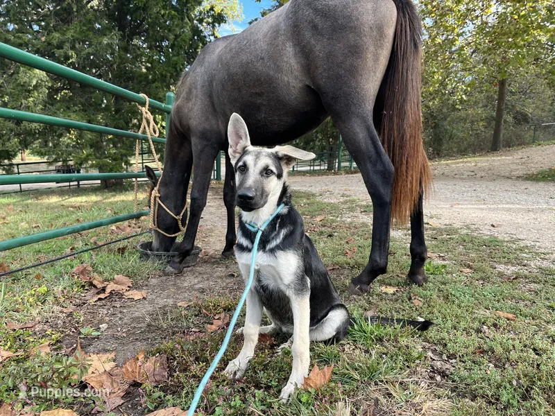 Marge – German Shepherd Dog puppy for sale in Edwards, MO