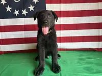 Hedge, a male German Shepherd Dog for sale in Edwards, MO – 7 of 9