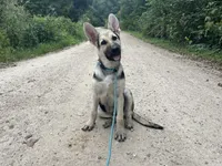 Scout’s Bindi Von Redbird , a female German Shepherd Dog for sale in Edwards, MO – 2 of 6