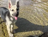 Daisy, a female German Shepherd Dog for sale in Edwards, MO – 4 of 10
