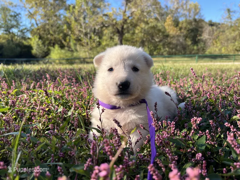 Sylvia – German Shepherd Dog puppy for sale in Edwards, MO