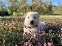 Sylvia, a female German Shepherd Dog for sale in Edwards, MO – 1 of 4
