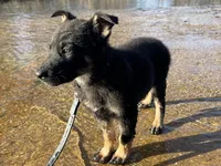 Kieran , a male German Shepherd Dog for sale in Edwards, MO – Photo 4 of 10