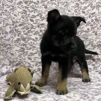 Kieran , a male German Shepherd Dog for sale in Edwards, MO – Photo 7 of 10