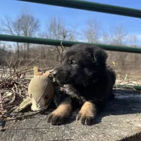 Kieran , a male German Shepherd Dog for sale in Edwards, MO – Photo 8 of 10
