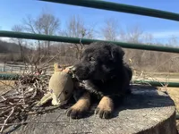 Kieran , a male German Shepherd Dog for sale in Edwards, MO – Photo 5 of 10
