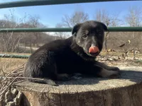 Kieran , a male German Shepherd Dog for sale in Edwards, MO – Photo 6 of 10