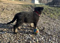 Kieran , a male German Shepherd Dog for sale in Edwards, MO – Photo 2 of 10