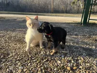 Kieran , a male German Shepherd Dog for sale in Edwards, MO – Photo 4 of 10