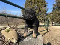 Kieran , a male German Shepherd Dog for sale in Edwards, MO – Photo 7 of 10