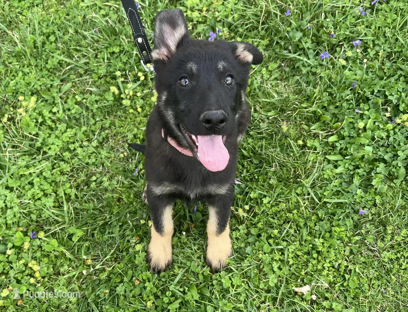 Kieran  – German Shepherd Dog puppy for sale in Edwards, MO