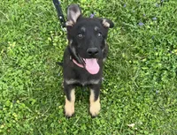 Kieran , a male German Shepherd Dog for sale in Edwards, MO – Photo 1 of 10