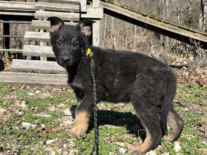 Kieran  – German Shepherd Dog puppy for sale in Edwards, MO